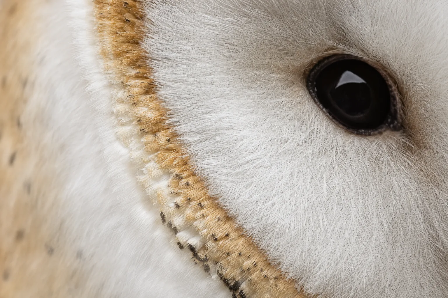 Close-up of the owl's white heart-shaped face.
