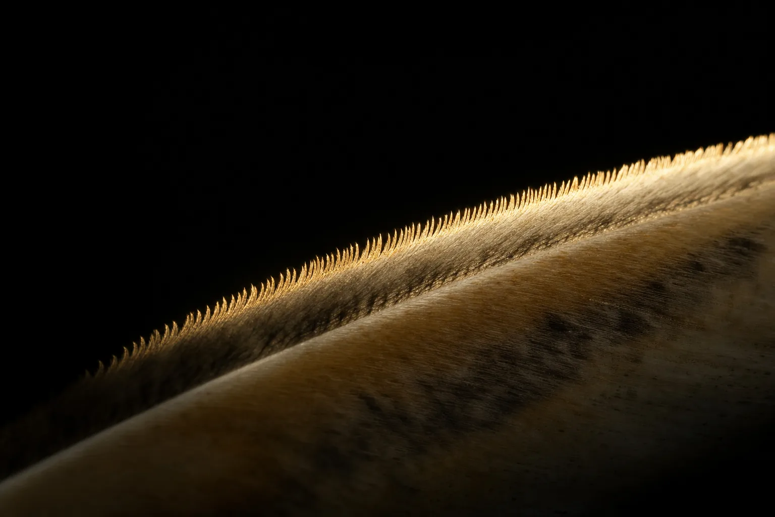 The comb-like edge of one wing feather.